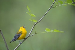 A bright yellow Prothonotary Warbler sings out loudly while perched on a small branch with fresh spring leaves with a smooth green background.