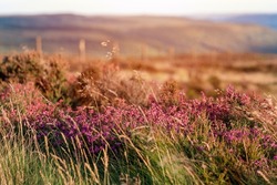 heather field in the Peak District at sunset  in simmer day