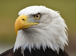 A Bald Eagle (Haliaeetus leucocephalus) with a green forest background.