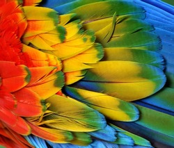 Macro photograph of the multi-colored feathers of a Scarlet Macaw (parrot)