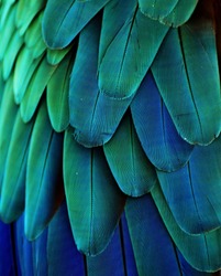 Macro photograph of the blue and green feathers of a macaw.