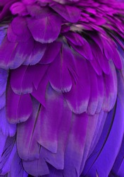 Macro photograph of the pink and purple feathers of a macaw.