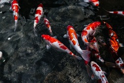 Colorful Koi fish swimming in pond. Water garden