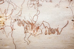 Scribbly gum is a name given to a variety of different Australian Eucalyptus trees which play host to the larvae of scribbly gum moths which leave distinctive scribbly burrowing patterns on the bark