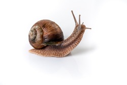 Helix Pomatia Snail with brown striped shell, crawl isolated on a white background Helix Pomatia Burgundy Roman, Escargot. space for text.