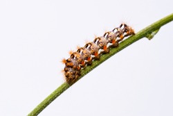 Horizontal photo with colorful caterpillar. Bug is perched on green stem. Insect is captured on light background. Color of bug is white, black and orange. Body is covered by long hairs.