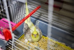 cockatiel corella parrot in a cage incubates an egg lookint into camera