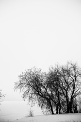 Black and white landscape, silhouettes of trees and branches against a background of white sky and snow. Film noise photography