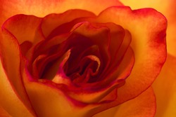 Closeup of orange and yellow rose bud. Textured background for floral designers.