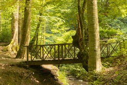 small wooden bridge over the creek in the forest
