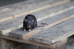 norway rat, rattus norvegicus, sitting on a wooden pallet and looking into the camera