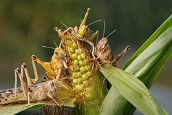 several migratory locusts crawling on a maize plant, schistocerca gregaria