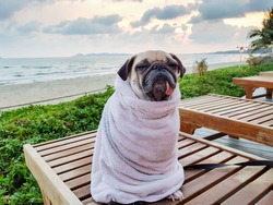 Cute Pug Dog Dries on a Beach After Swimming Wrap with a Towel