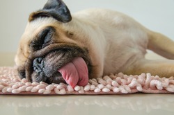 Funny Sleepy Pug Dog with gum in the eye sleep rest on floor in lazy time. 