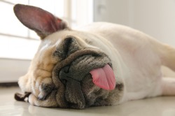 Funny Sleepy Pug Dog with gum in the eye sleep rest on floor in lazy time with tongue sticking out and hearing set.