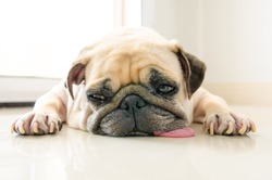 Funny Sleepy Pug Dog with gum in the eye sleep rest on floor	