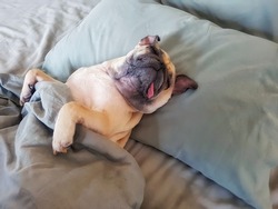 Cute pug dog sleep on pillow in bed and wrap with blanket feel happy time