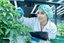 Scientist researcher closely monitor record of growing up development of cannabis flower and leaves under environment lighting control in house modern plantation farming