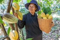 Farmer in Cocoa Chocolate Plant hold coco fruit or ripe coco basket smiling portrait look at camera