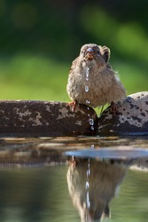 The  House sparrow, Passer domesticus, male bathes in the water of a bird's waterhole. Reflection in water. Czechia. Europe.