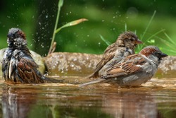 Sparrows bathe in the water of a bird watering hole. Czechia. Europe.