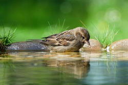 Young tree sparrow (Passer montanus) in the water of a bird's waterhole. Czechia. Europe.