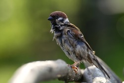 After bathing. House sparrow, Passer domesticus, male stands on a stick at the bird's watering hole. Moravia. Europe.