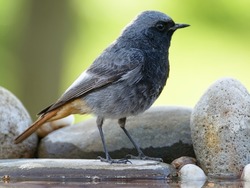 Male black redstart ( Phoenicurus ochruros) stands on a stone at a bird watering hole. Moravia. Europe.