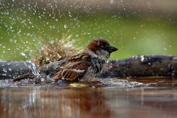 House Sparrow, male bathes in the water of a bird watering hole. He sprays water. Backlight. Czechia. Europe.