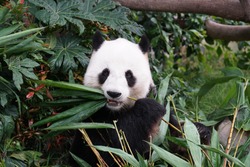 A panda eating its bamboos