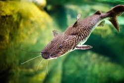 Pseudoplatystoma tigrinum fish, the tiger sorubim long whiskered catfish. Beautiful exotic predator fish against blurred background.