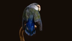 Taxidermy Lovebird on dark background