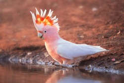 Wild pink cockatoo (Lophochroa leadbeateri) taking a bath