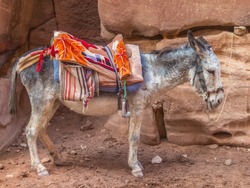 The donkey with a red saddle against the background of the rock rests in the shade and waits for the next passengers.