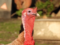 Closeup of turkey head on sunny farmyard.