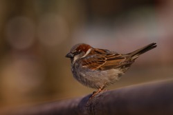 Sparow (Passer domesticus) is a common bird all over Europa