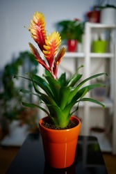 Potted Vriesea Bromelia Standard flower in full bloom standing in front of a flower stand