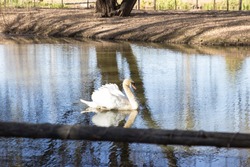 White swan swimming alone in stream of water in pond