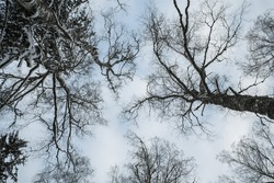 Low-angle view of tree branches on the blue sky background. Extremely cold winter. Estonia.