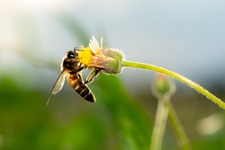 Blurred close up bee insect flying on flower, beautiful nature in grass field