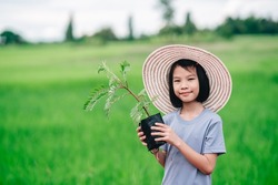 Kids holding seeding of vegetable hummingbird tree for planting the tree in organic garden farmland of agriculture in rural