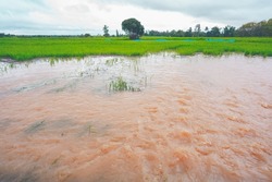 Heavy flood water concept, flooded in rice field of rural or countryside, landscape of nature in rainy season and storm damage in agriculture, high water flowing over rice paddy stem  
