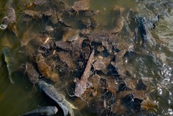 Catfish group in river and eating food from feeding, fish of water animals for food of people, close up many catfish swim in pond, economy fish for sell in market 