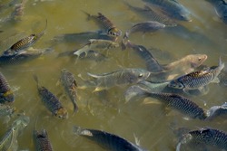 Fish group eating food from feeding in nature