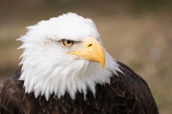 Face portrait of a wild American bald eagle