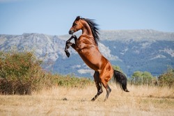 Beautiful adult bay arabian stallion doing levade in freedom in summer