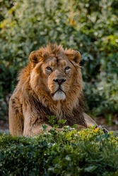 Facial portrait of a male Asian lion resting on the grass