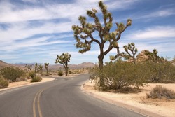 Scenic road through Joshua Tree National Park, California, USA