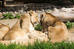 lion pride rests after hunting, male Asian lion and two females