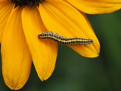Caterpillar crawling on a yellow flower.